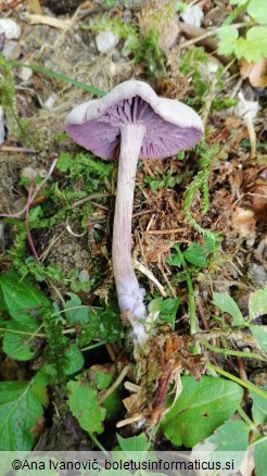 Laccaria amethystina