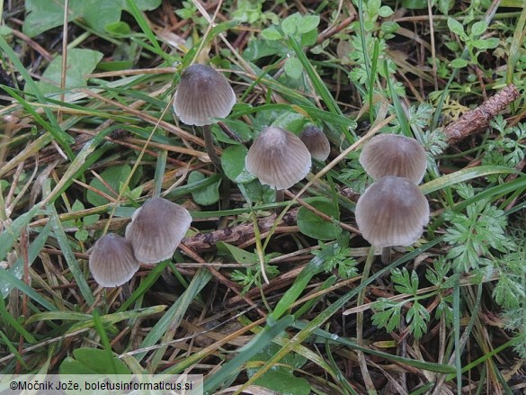 Mycena leptocephala