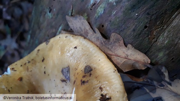 Russula ochroleuca