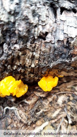 Dacrymyces stillatus