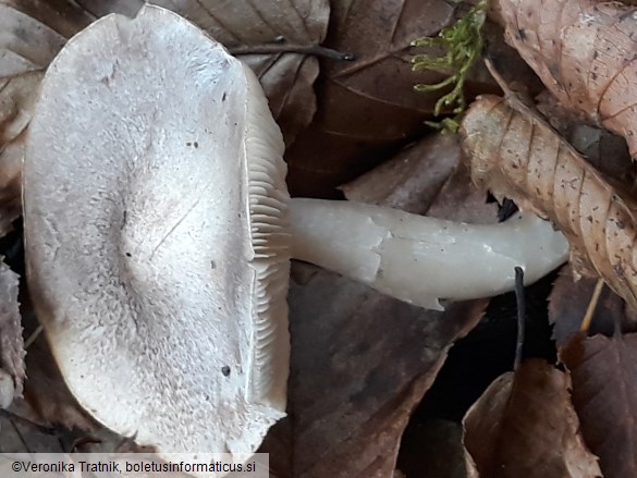 Tricholoma scalpturatum