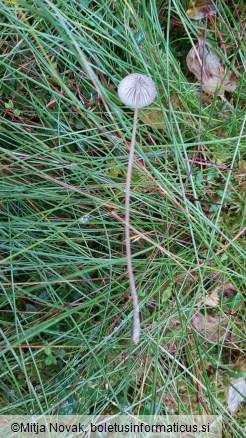 Mycena vitilis