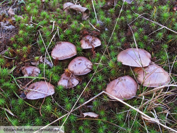 Thaxterogaster purpurascens