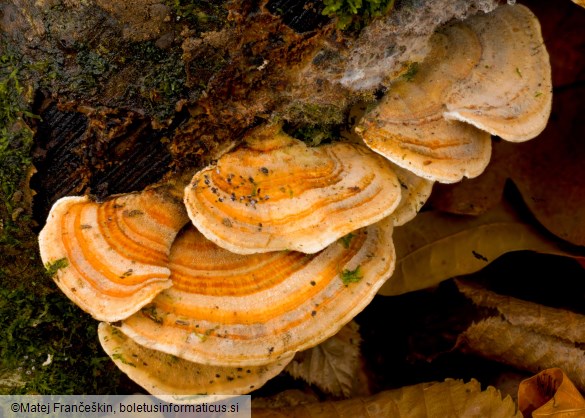 Trametes ochracea