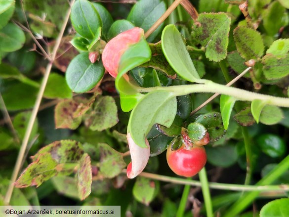 Exobasidium vaccinii