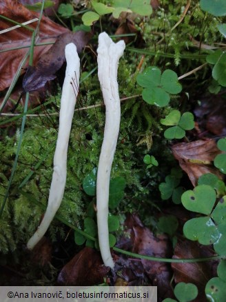 Clavaria fragilis