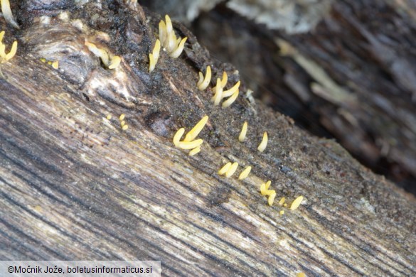 Calocera cornea