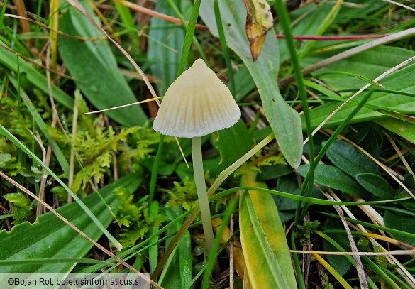Atheniella flavoalba
