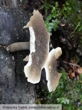 Polyporus ciliatus