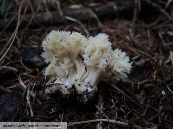 Clavulina coralloides