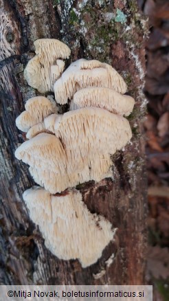 Irpiciporus pachyodon