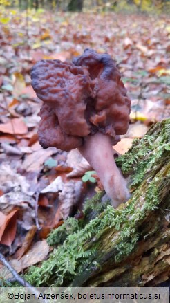 Gyromitra infula