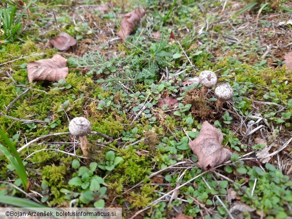 Tulostoma brumale