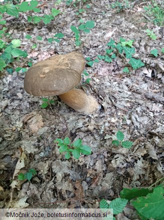 Boletus aereus