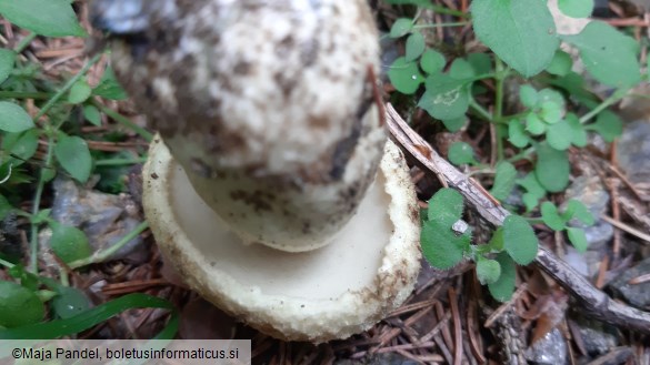 Boletus cyanescens