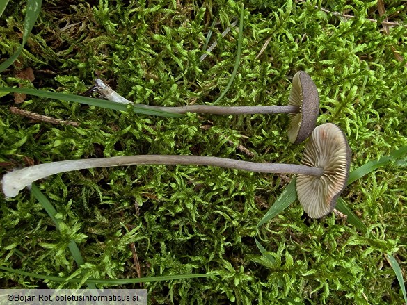 Entoloma violaceoserrulatum