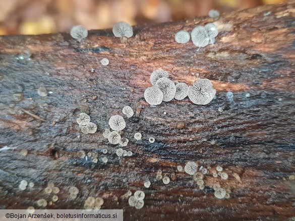 Resupinatus applicatus