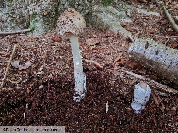 Amanita coryli