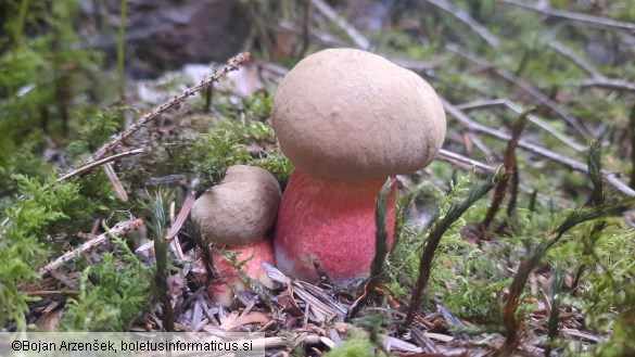 Caloboletus calopus