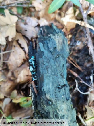 Chlorociboria aeruginascens