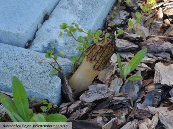 Morchella importuna