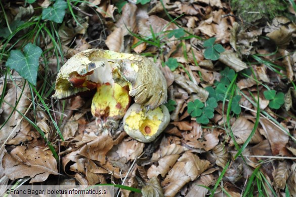 Rubroboletus rhodoxanthus