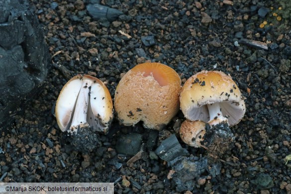 Coprinellus bipellis