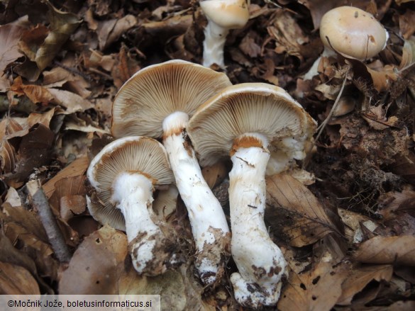 Cortinarius sebaceus