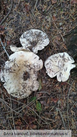 Russula delica