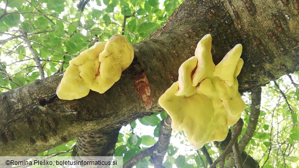 Laetiporus sulphureus