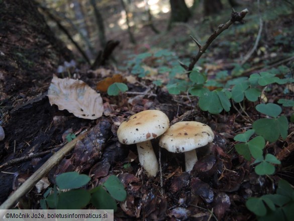 Russula fellea