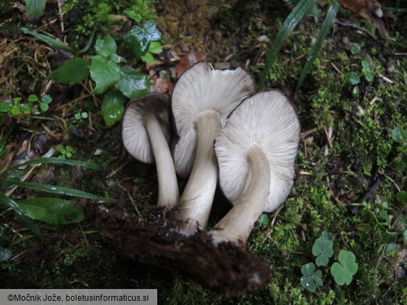 Pluteus atromarginatus