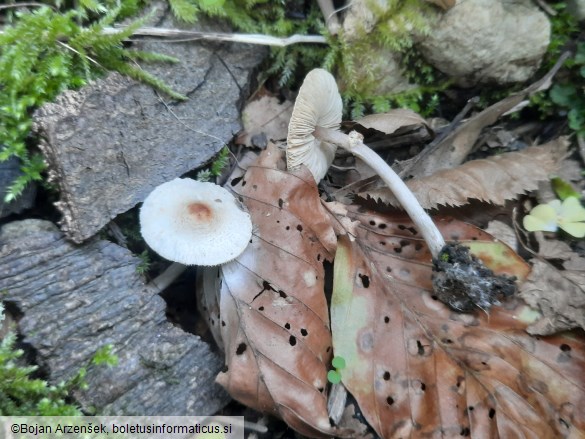 Lepiota cristata