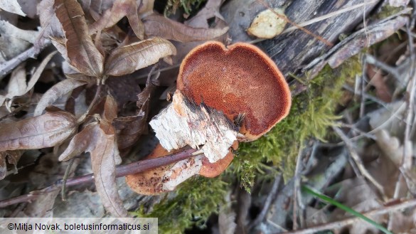 Pycnoporus cinnabarinus