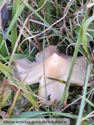 Porpolomopsis calyptriformis