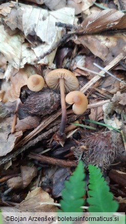 Marasmius cohaerens