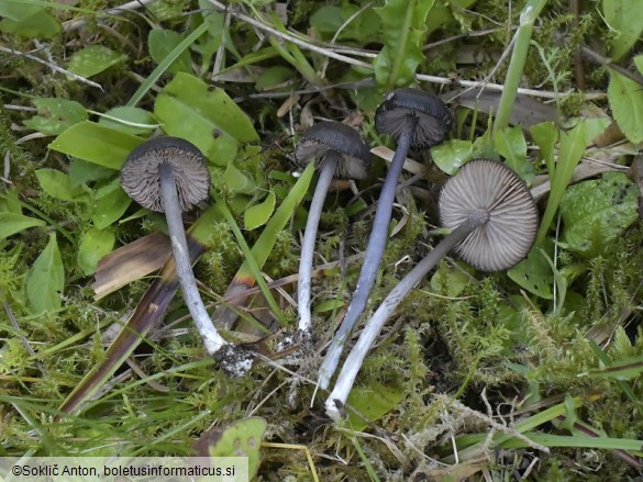 Entoloma chalybeum