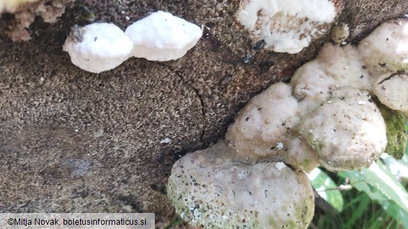 Trametes suaveolens