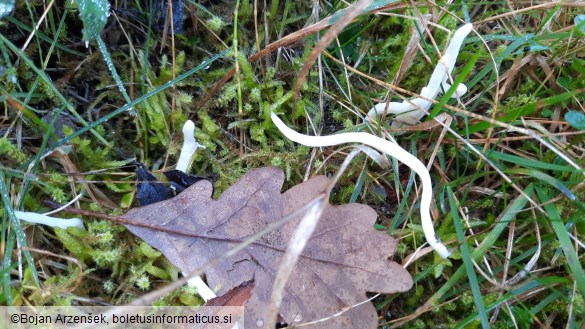 Clavaria vermicularis