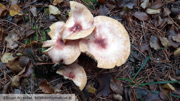 Tricholomopsis rutilans