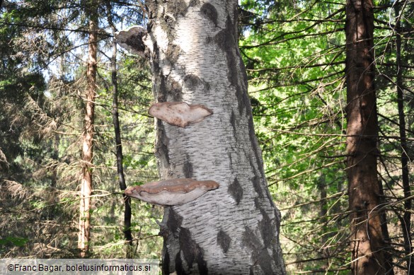 Piptoporus betulinus