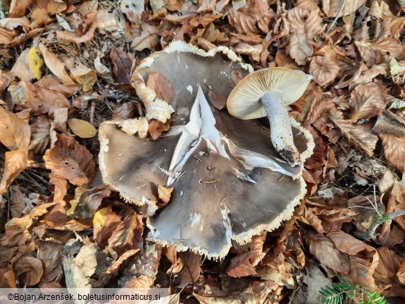 Tricholoma saponaceum