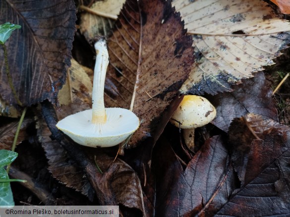 Hygrophorus chrysodon