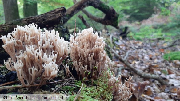 Artomyces pyxidatus