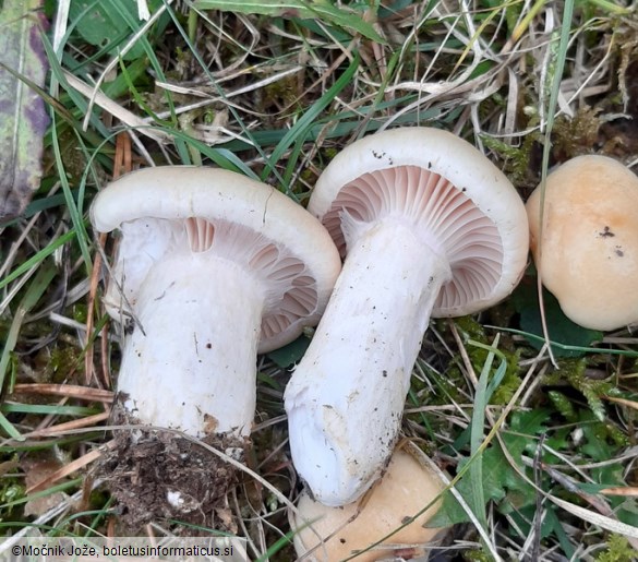 Hygrophorus ligatus