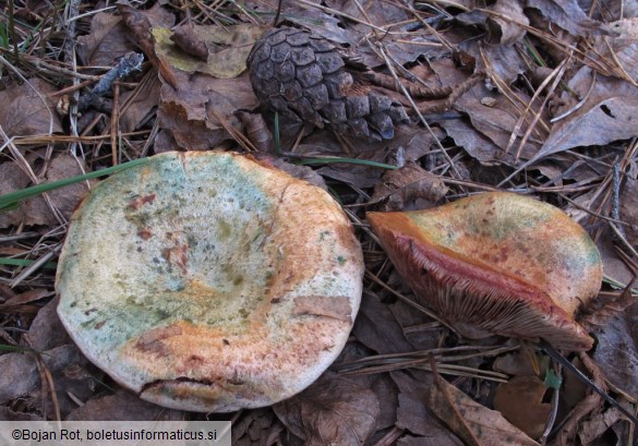 Lactarius sanguifluus