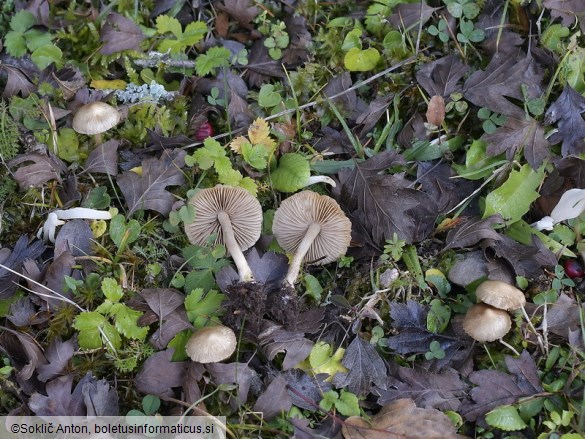 Inocybe sindonia