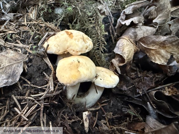 Cantharellus cibarius