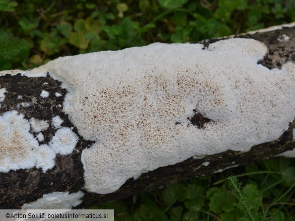 Oxyporus latemarginatus