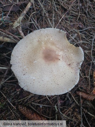 Agaricus augustus